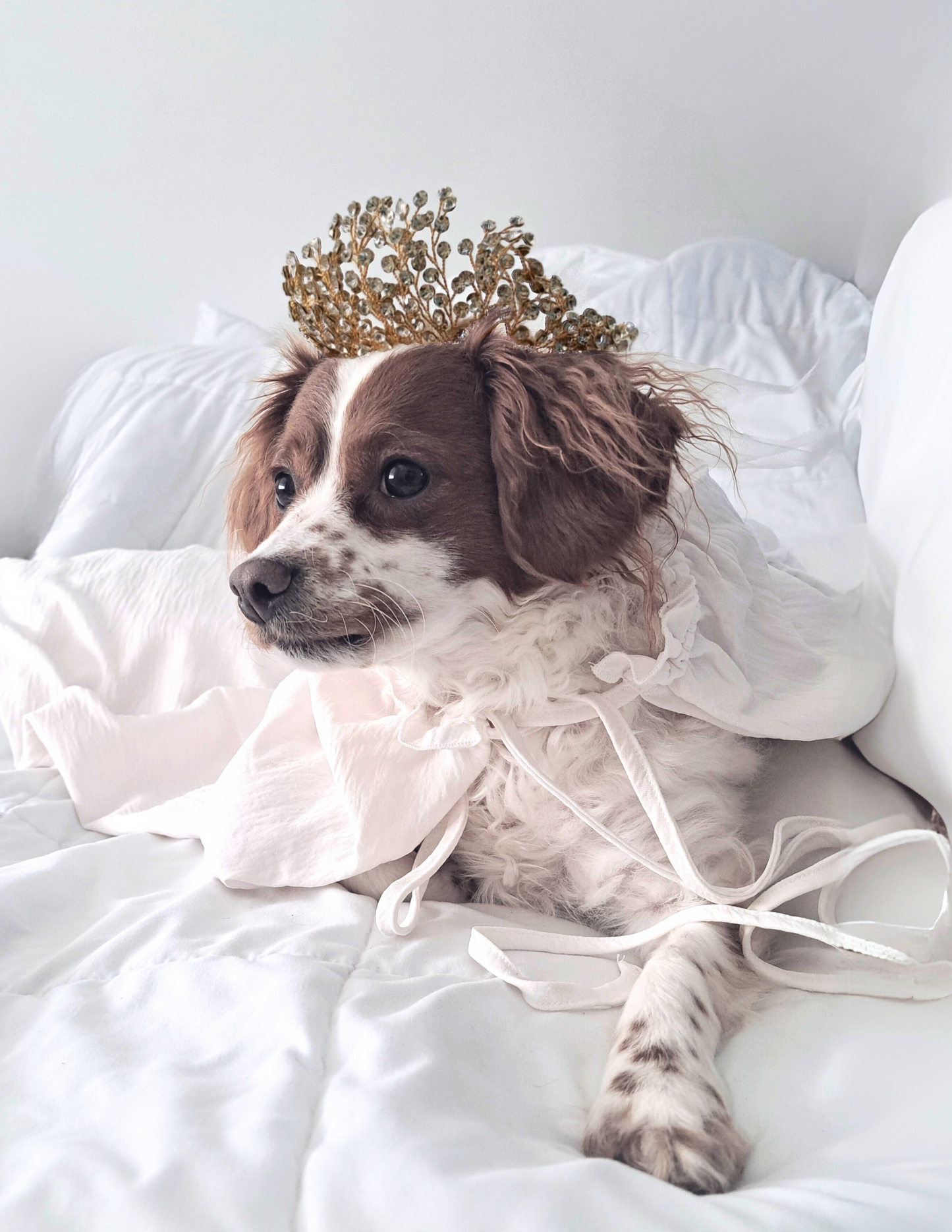 Pets Crown - Gold with Crystals