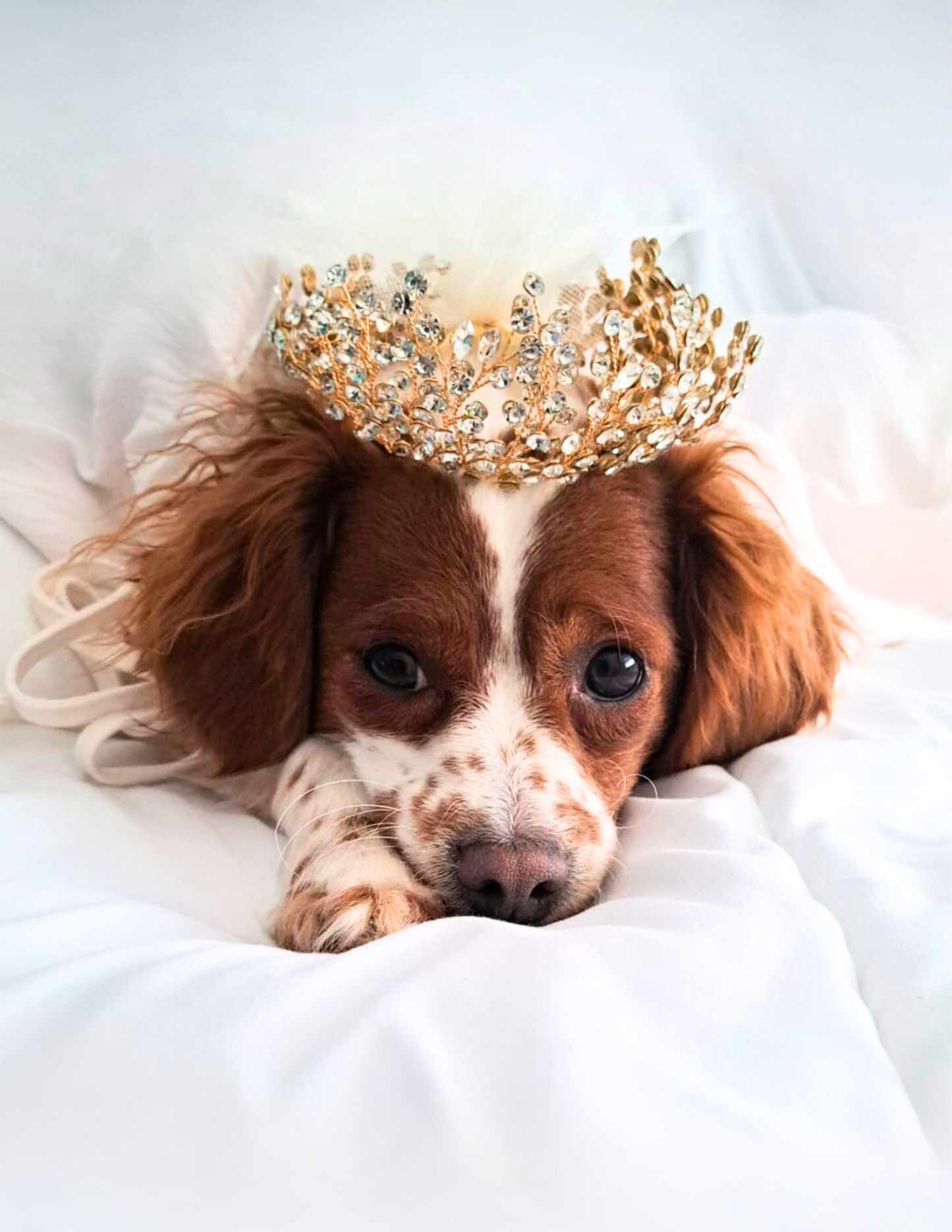 Pets Crown - Gold with Crystals